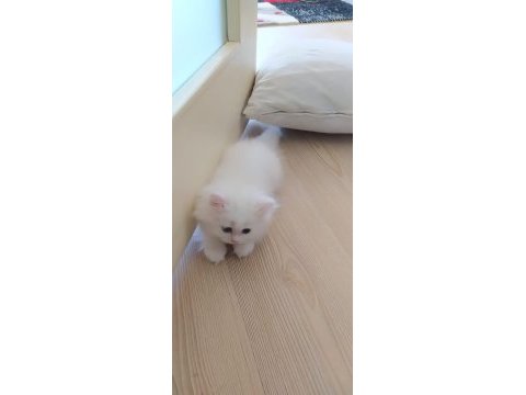 Çok tatlı sakız yavrularımız persian