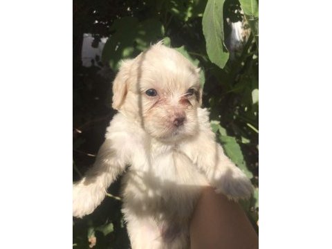 Terrier maltese- albino rus finosu melezleri