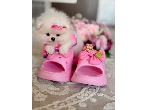 Mikro boy dişi pomeranian