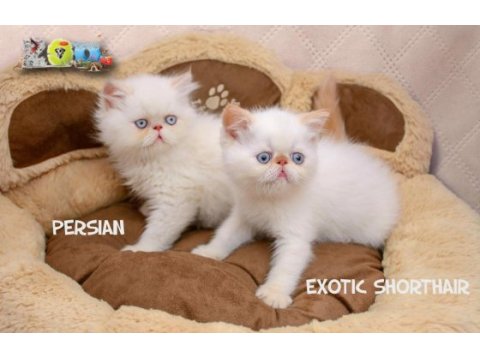 Sağlık garantili exotic shorthair