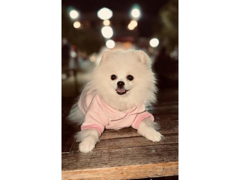 Pomeranian dişi beyaz