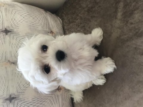 Maltese bebekler