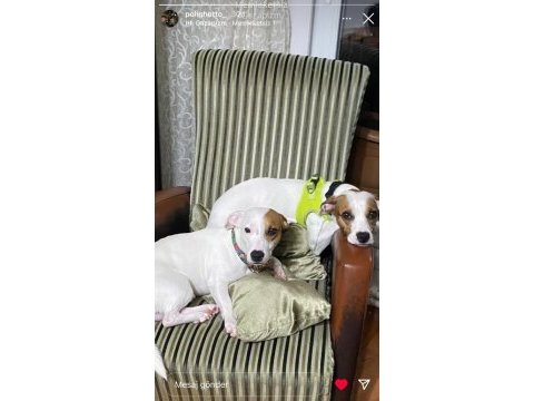 Jack russell
