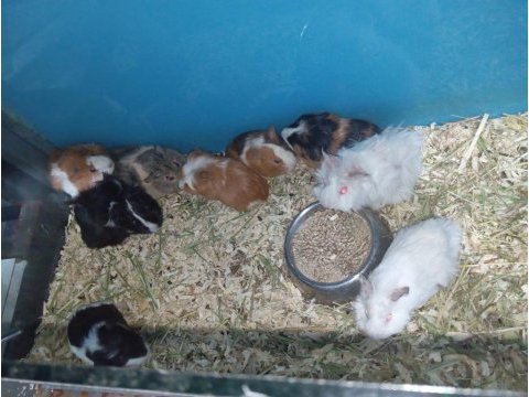Yavru guinea pig