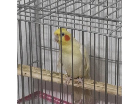 9-10 aylık lutino sultan papağanı 5 kelime konuşuyor
