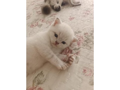 British shorthair kedi yavrusu