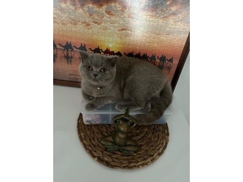 British shorthair kedisi
