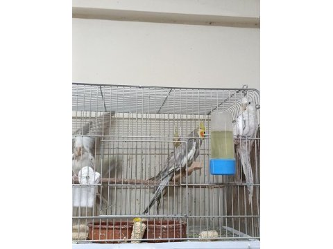 Çift sultan papağanı 3 yavrusu var