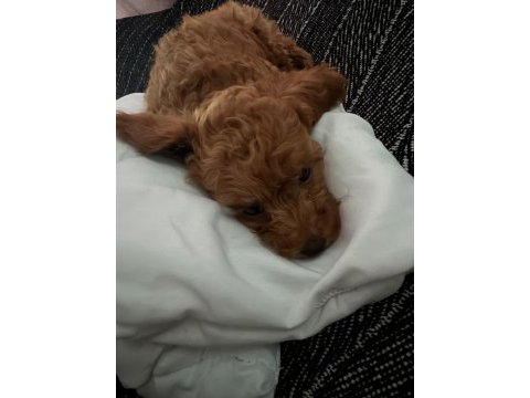 Minyatür poodle 2,5 aylık safkan
