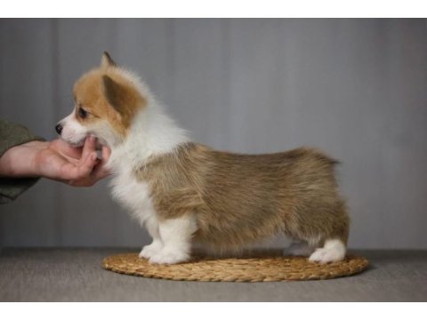 Fci secereli corgi yavruları