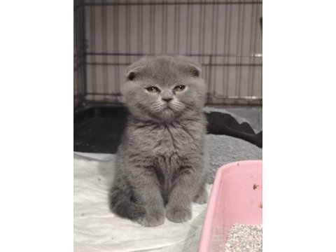 British shorthair ve scottish fold yavrular teslime hazır