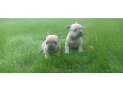 French bulldog yavrularımız