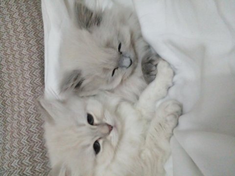 Safkan brıtısh kardeşler