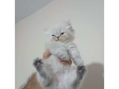 A kalite british longhair mavi göz yavrular