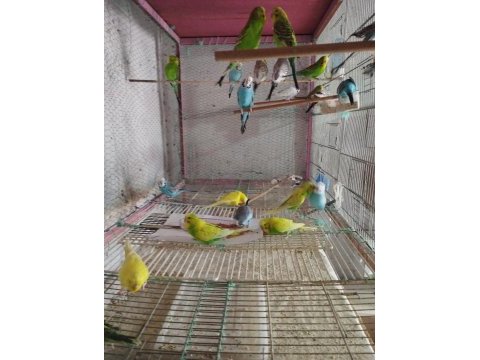 Jumbo muhabbet kuşu ve kırık çeşitler