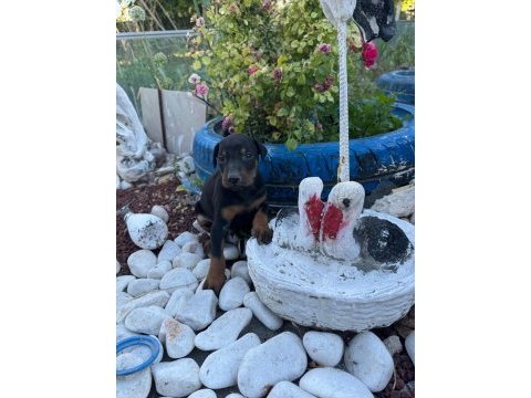 Minik doberman köpekler yeni yuvalarını arıyor