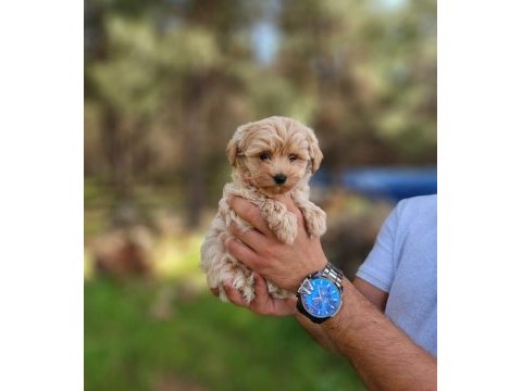 Gerçek maltipoo yavrularımız