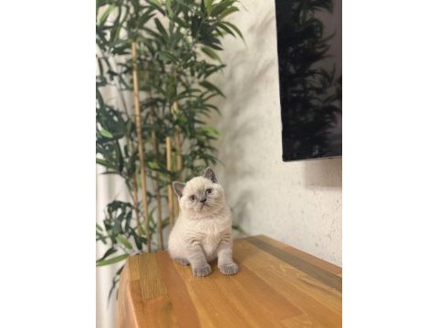 Ayı surat brıtısh shorthair blue point yavrular 