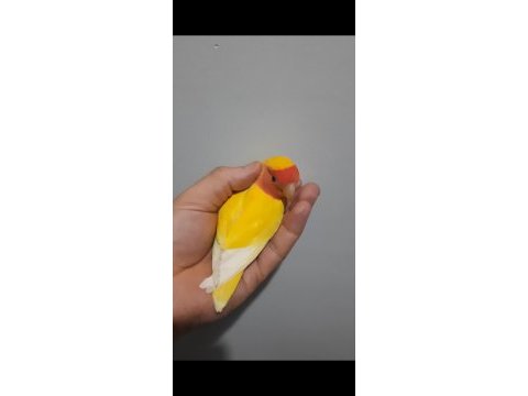 Dişi sevda papağanı kızgın