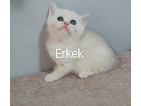 39 günlük beyaz british shorthair