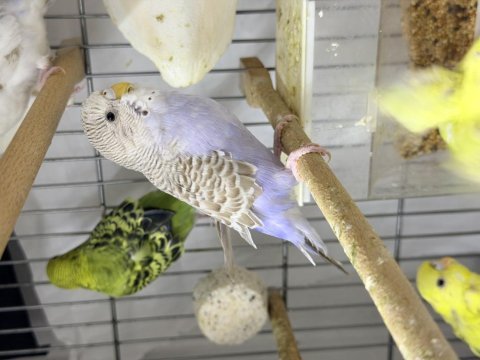 Güngören içi elden teslim muhabbet kuşu