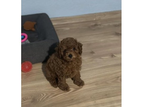 Hipoalerjenik tüy dökmeyen koku yapmayan poodle