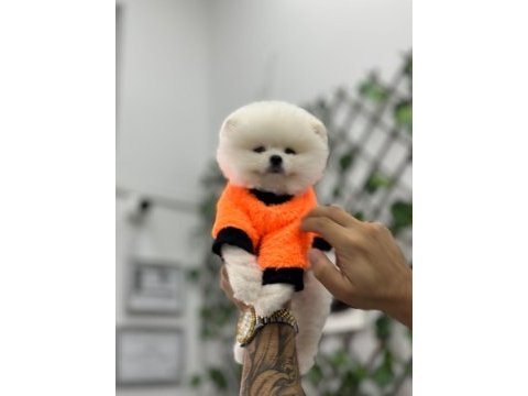 Her çeşit her keseye uygun pomeranian bebekler