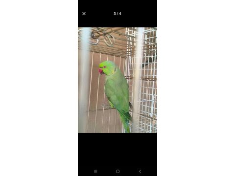 8 aylık pakistan papağanı