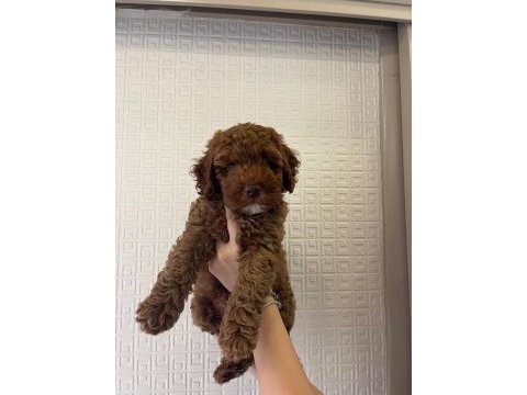 1.5-2 aylık poodle