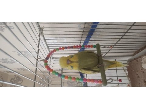 Show jumbo muhabbet kuşu yavrular