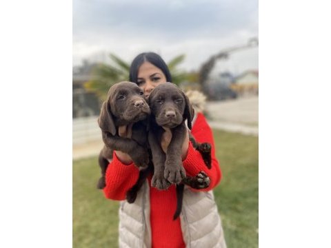Çikolata labrador yavrularım