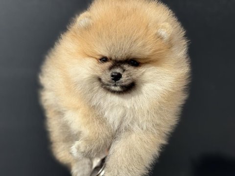 Tea cup sçr li pomeranian yavrular petmode den
