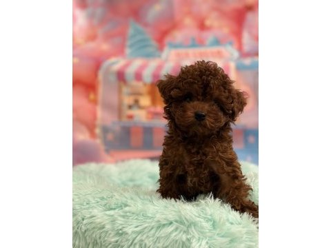 Orjinal kore poodle bebekler