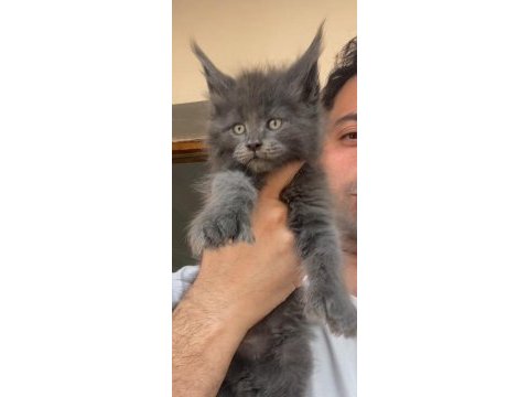 Polydactly 6x6x6x6 erkek yavru kedimiz