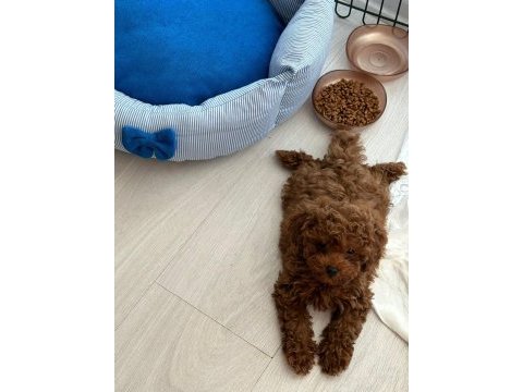 Sevgi ile bakılan toy ve teacup poodle yavrularımız