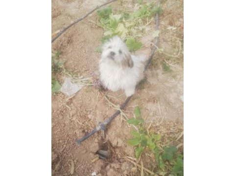 Sus köpeği