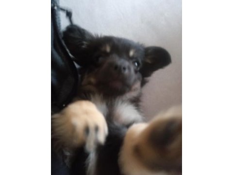Annesi 0 no pekinez babası 1 no pinscher