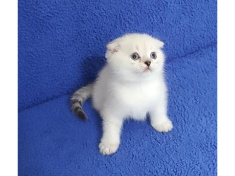 Teslime hazır mükemmel bir scottish fold