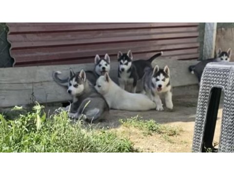 Orijinal husky yavruları