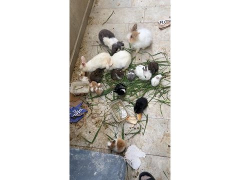 Manisa aslanbaş ve lop yavru tavşanlar