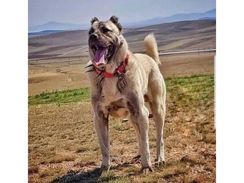 Sivas kangal köpeği