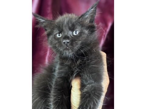 Türkiyenin tek tescilli şampiyonundan maine coon