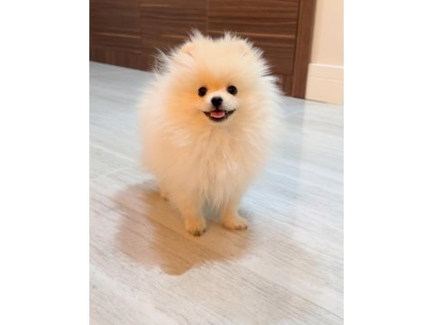 7 aylık sevimli pomeranian milky