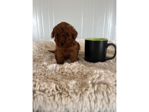 Korekan red brown orjinal poodle yavrumuz