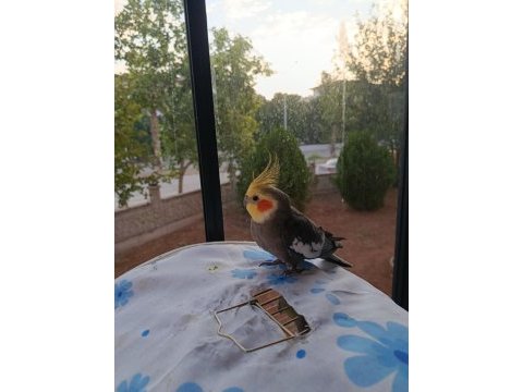 Yetişkin sultan papağanı paşam