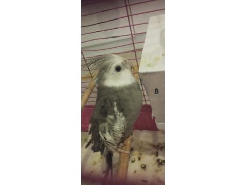1 yaşında sultan papağanı konuşuyor ısırma var