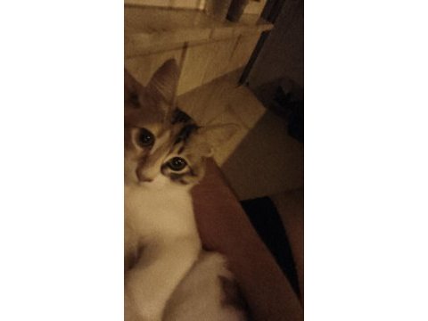 Küçüklükten beri baktığım kedimiz ücretsiz şekilde