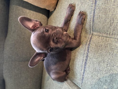 Blue erkek french bulldog yavru