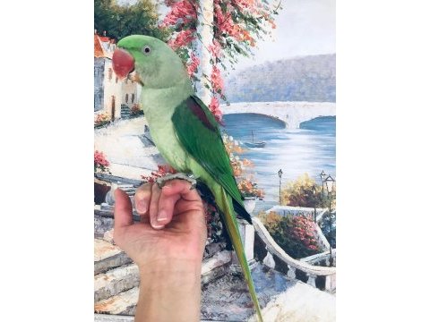 Alexander papağanı ful evcil erkek