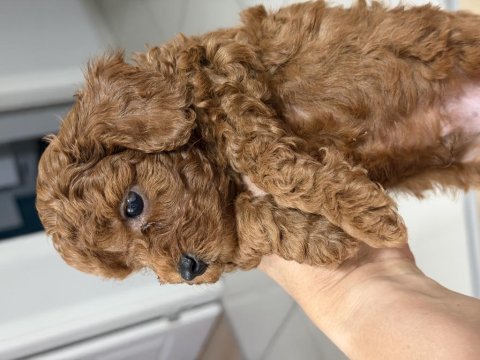 Kendim kızımın safkan poodle yavruları